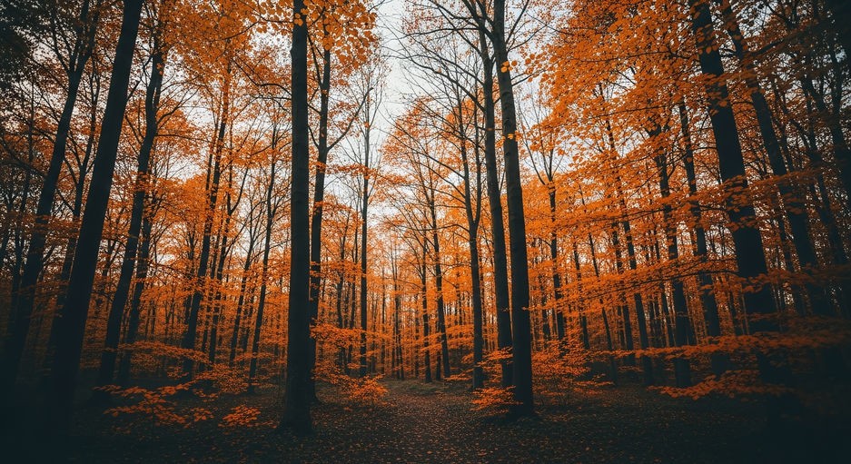 Yoga : deux pranayamas pour l'automne Les pranayamas d'automne