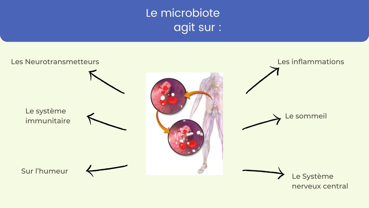 le lien entre le cerveau et l'intestin