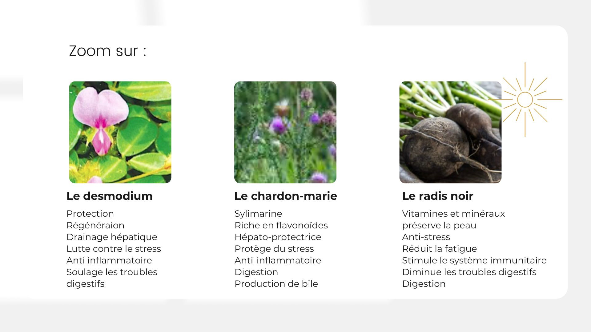 les plantes bénéfiques pour le foie