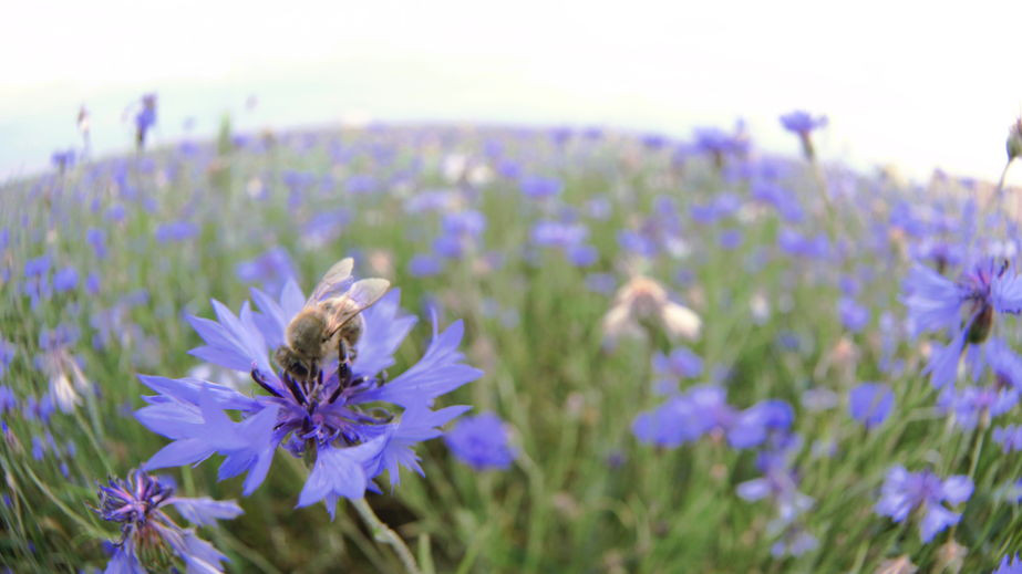 La respiration yoguite de l'abeille
